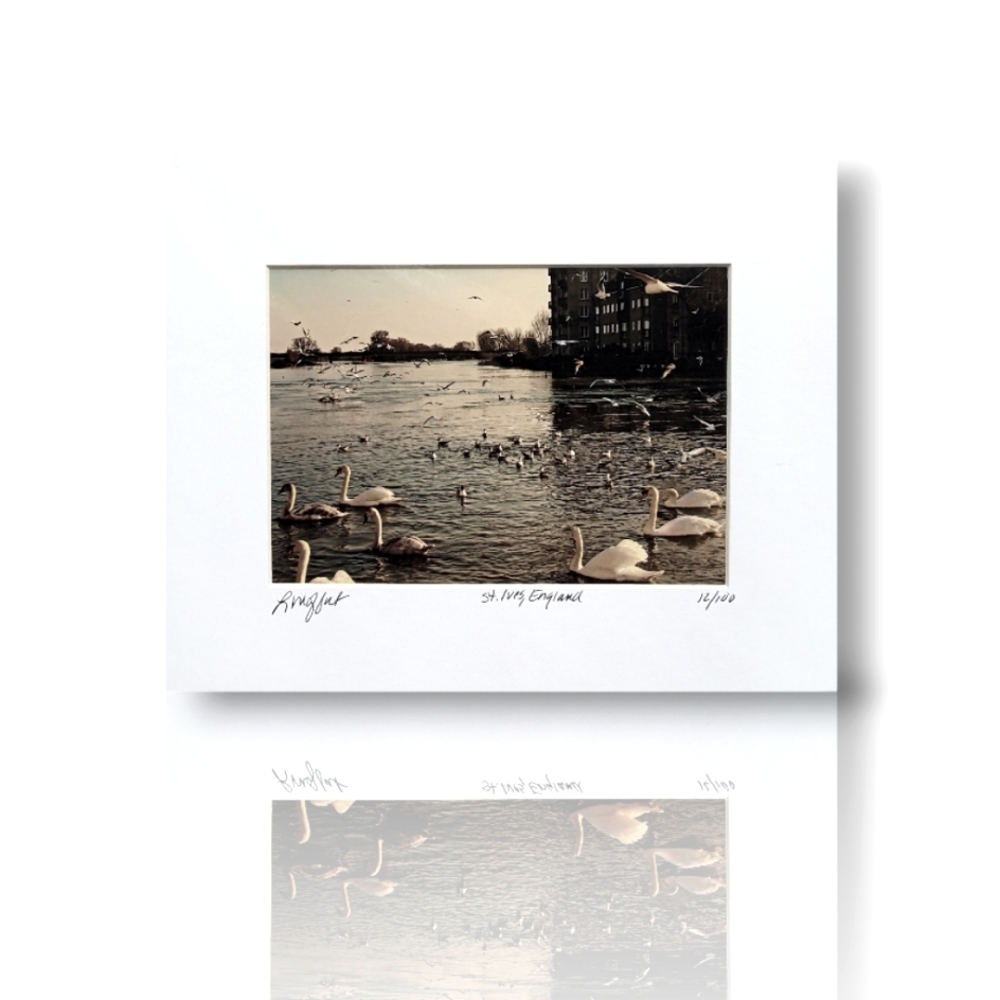 Fine Art Photography Swans St. Ives, England UK, 8x10 Matted